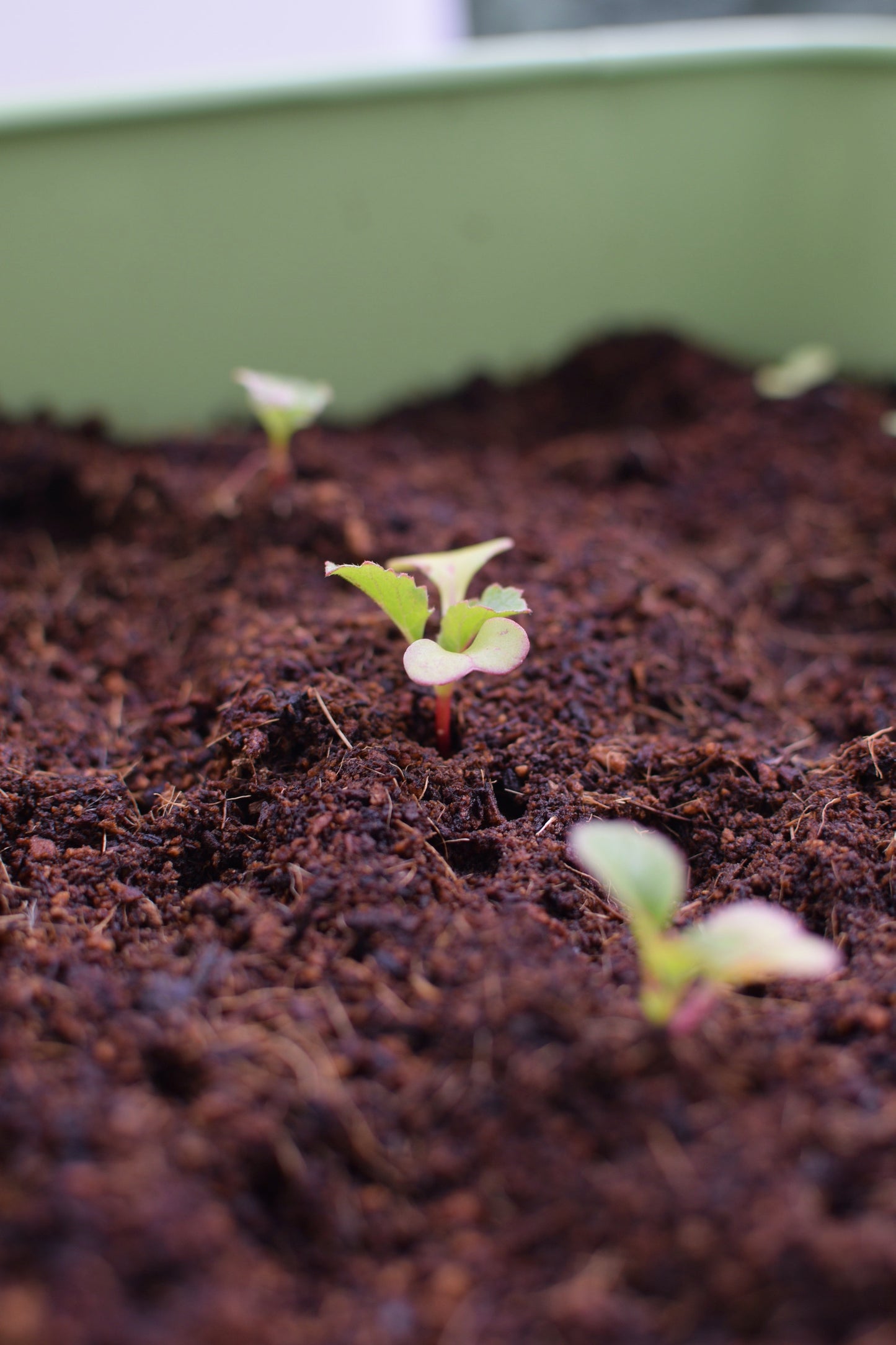 Coconut coir compost