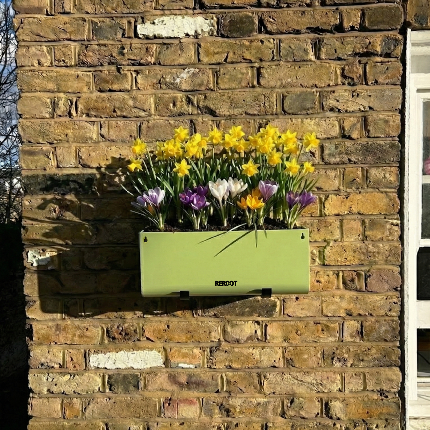 Spring-flowering bulbs