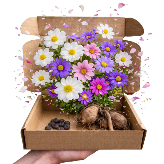 Splash of Summer Set