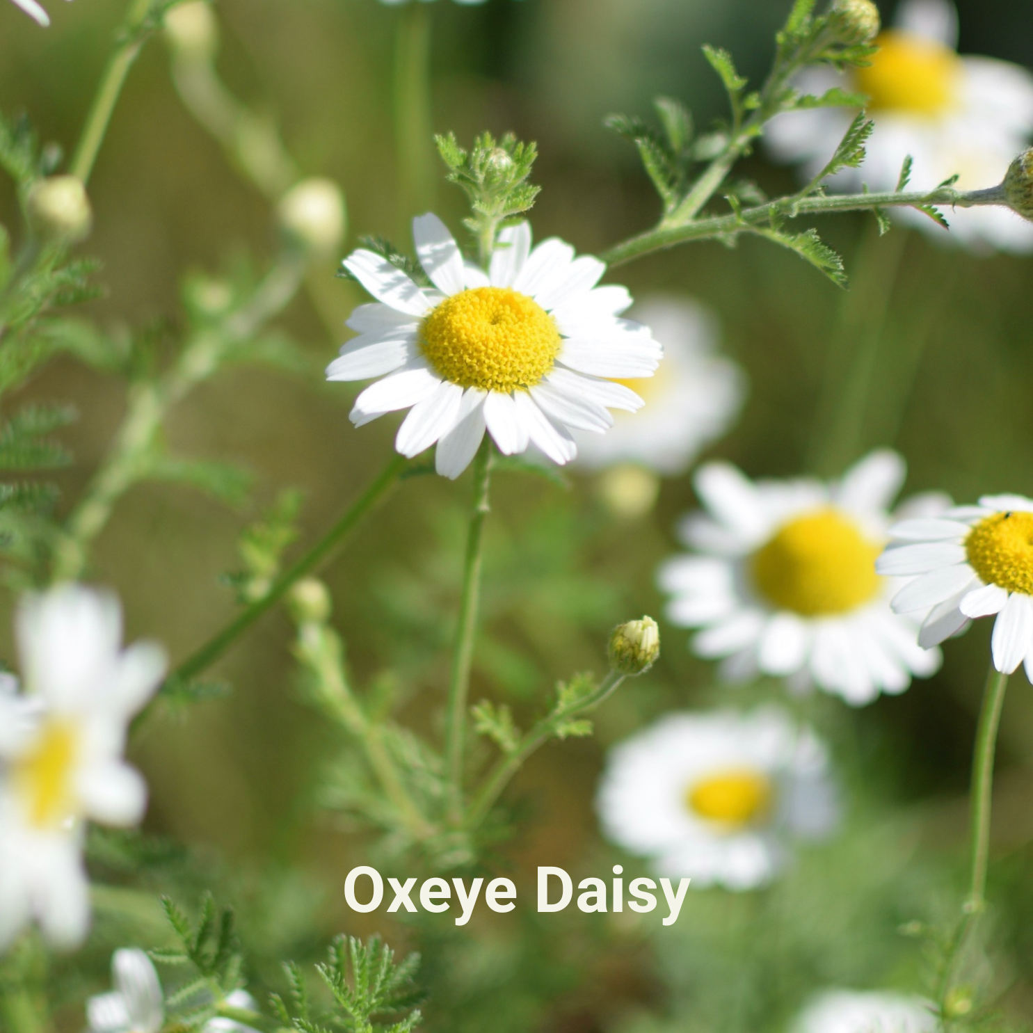 Oxeye Daisy