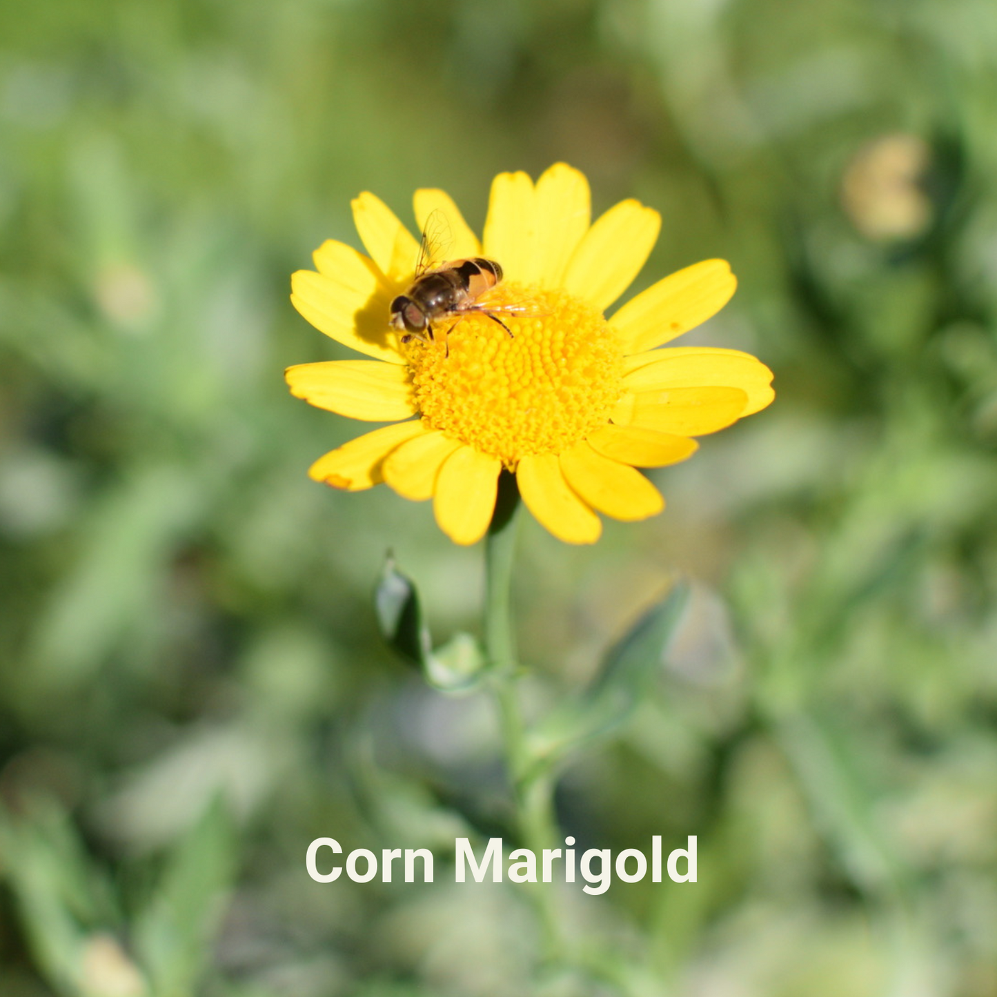 Corn Marigold flower with a hoverfly on it