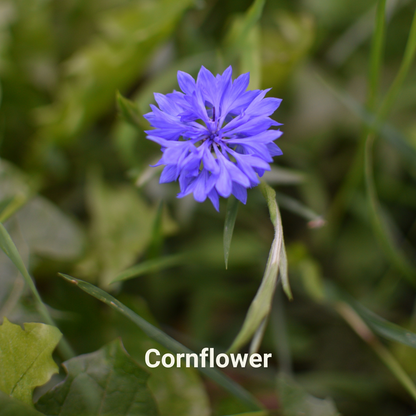 'Not Weed' Wildflower Seeds