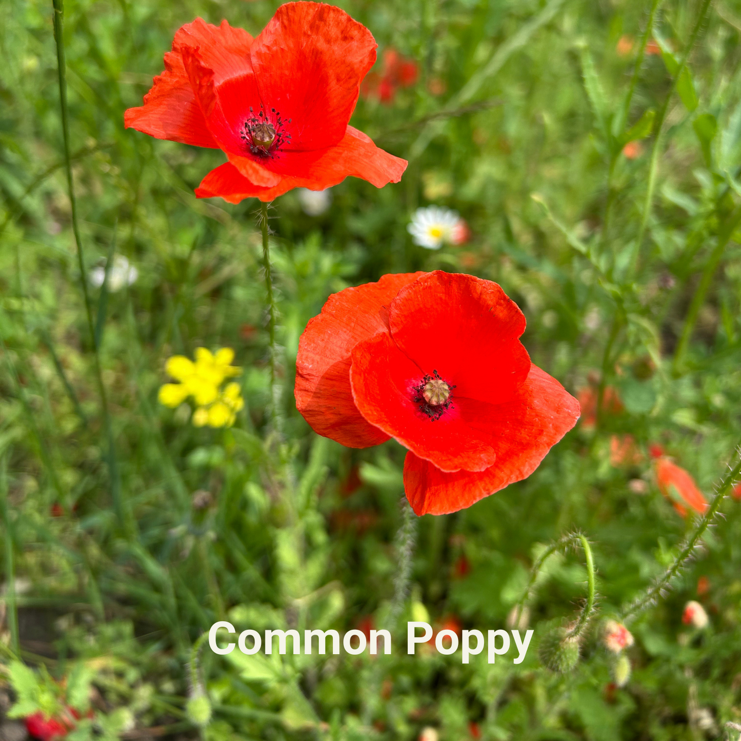 Red poppies among green grass and other flowers