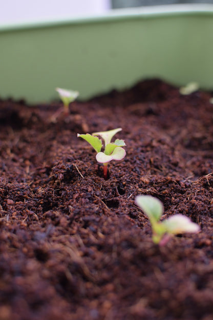Coconut coir compost