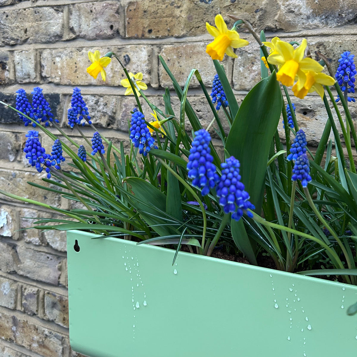 A mint green rectangular stainless steel planter (or window box) filled with blooming yellow daffodils and blue grape hyacinths, set against a rustic brick wall.