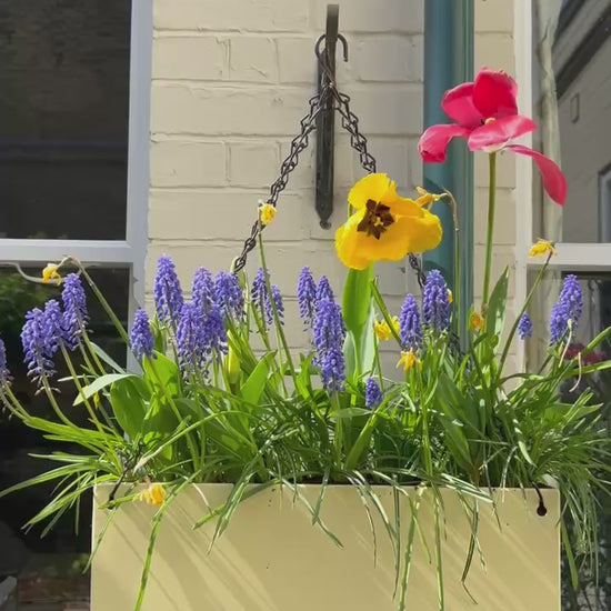 A yellow or cream stainless steel ReRoot planter hanging against a cream wall containing tulips, daffodils and grape hyacinths