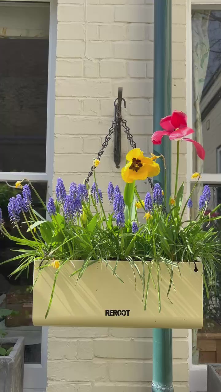 A yellow or cream stainless steel ReRoot planter hanging against a cream wall containing tulips, daffodils and grape hyacinths