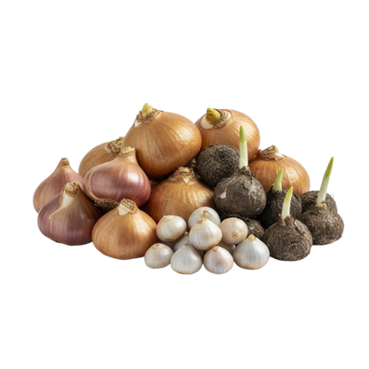 Spring-flowering bulbs